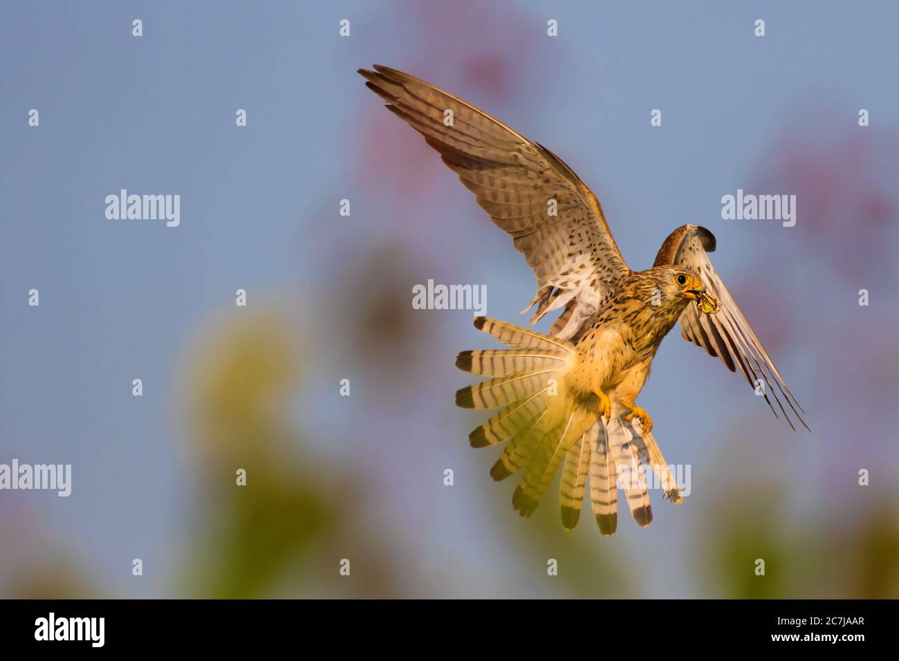 Fliegender Falke mit Jagd. Blauer Himmel Hintergrund. Vogel: Kleiner Turmfalke. Falco naumanni. Stockfoto