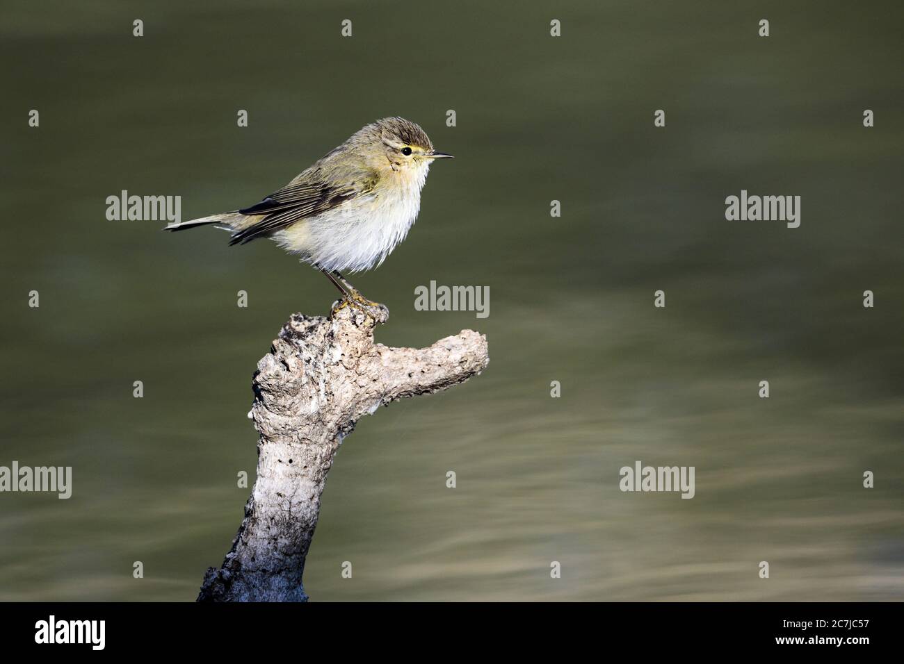 Gewöhnliches Chiffchaff, Phylloscopus collybita Stockfoto