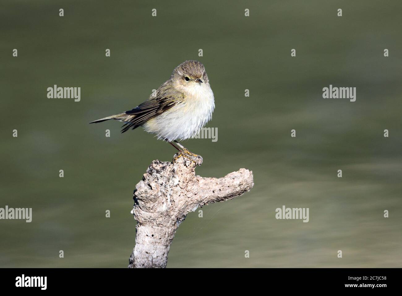 Gewöhnliches Chiffchaff, Phylloscopus collybita Stockfoto