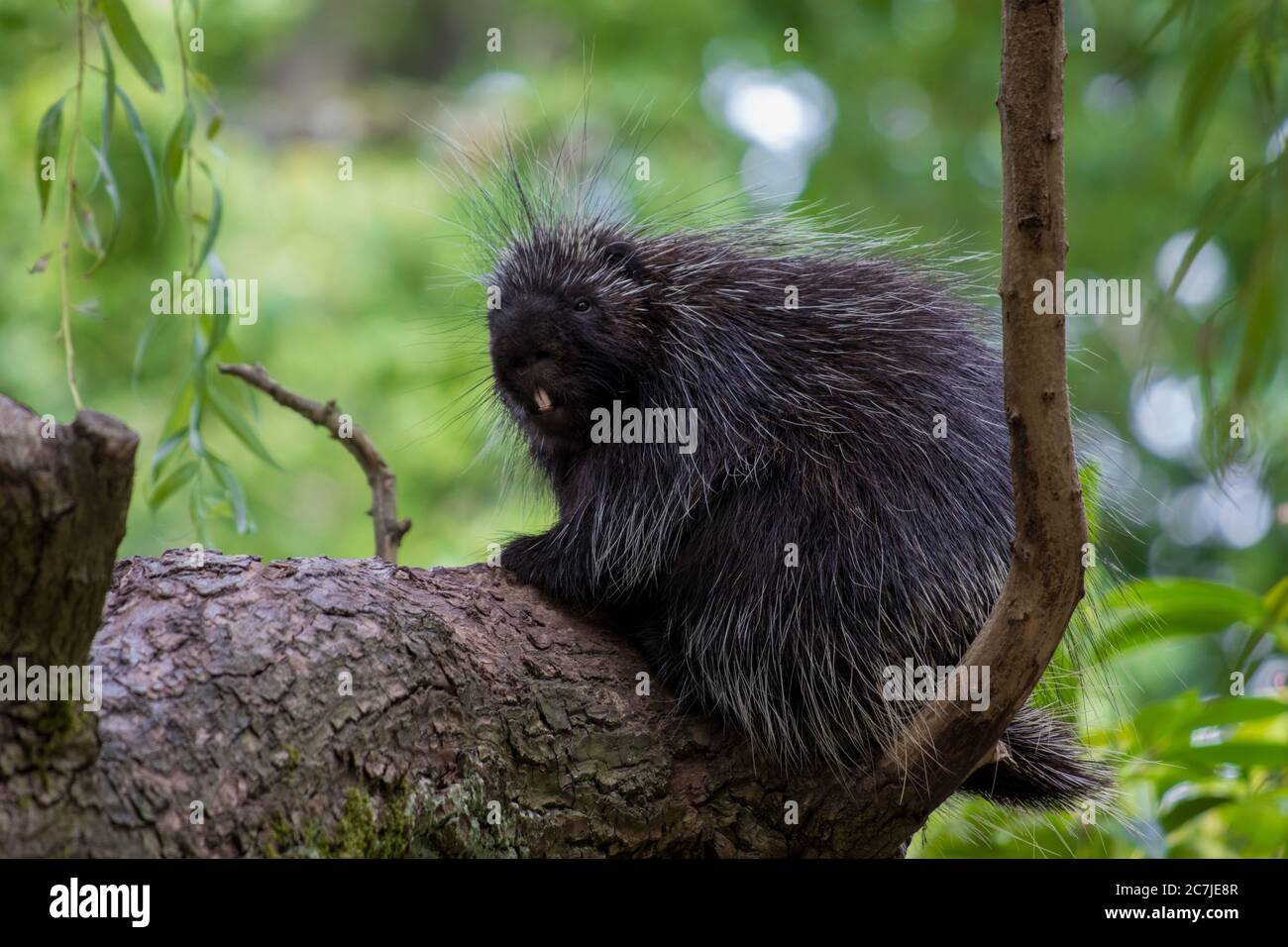 Schwarze neue Welt Stachelschwein sitzt auf einem Baum Zweig mit Ein unscharfer Hintergrund Stockfoto