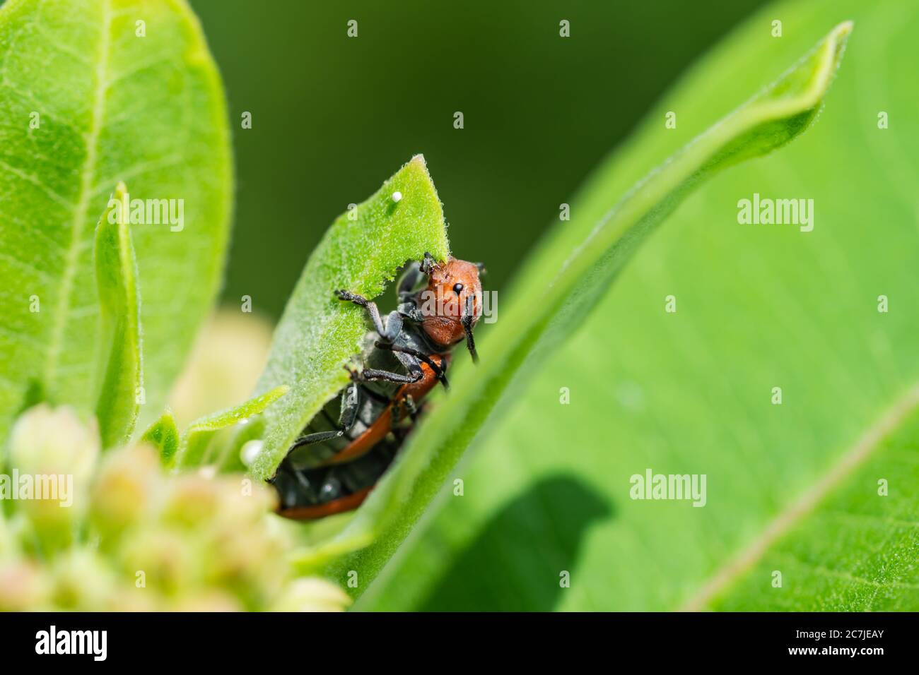 Rote Milchkäfer Fütterung auf Milchkrautblatt Stockfoto