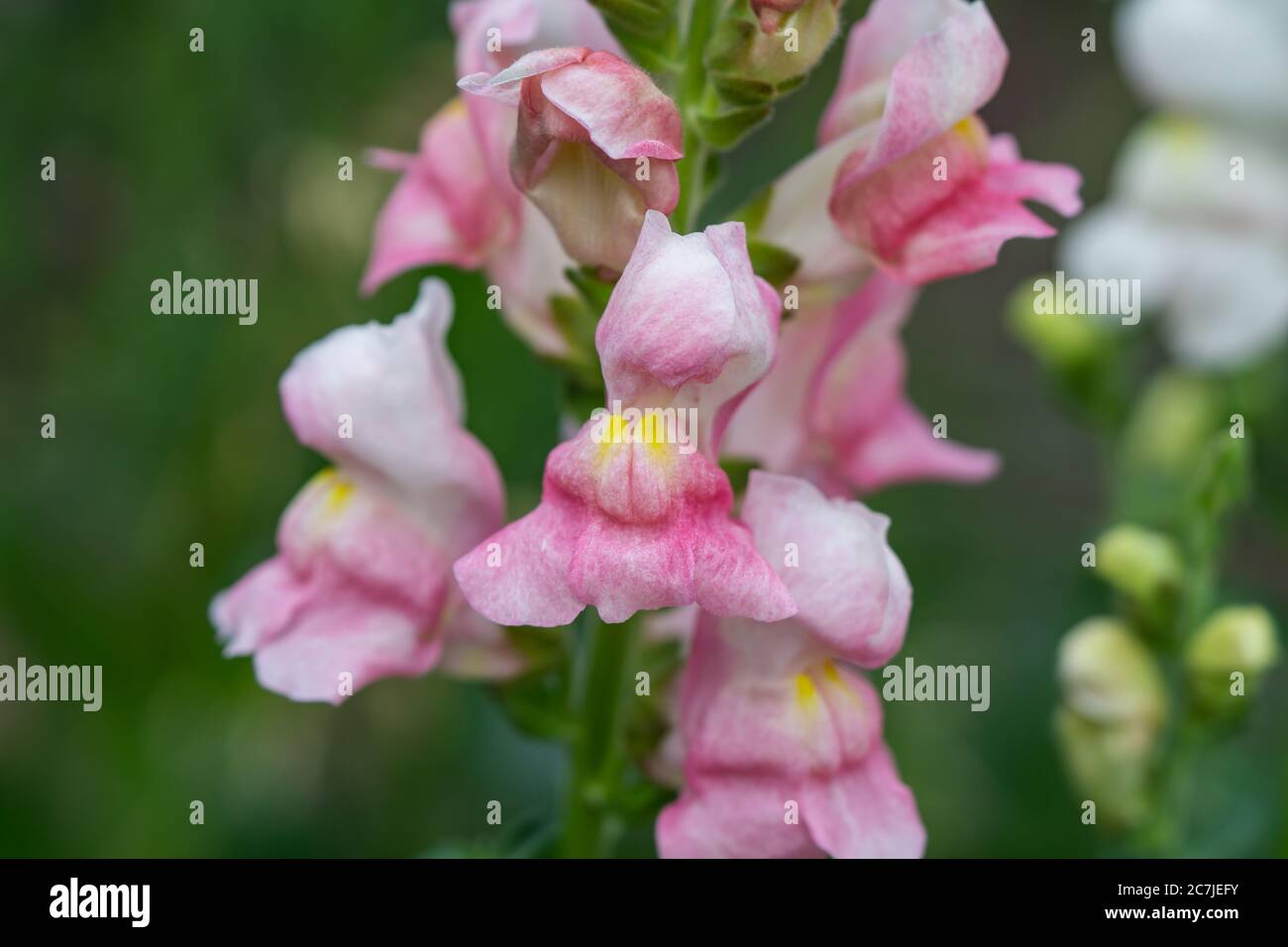Snapdragon blüht im Sommer Stockfoto