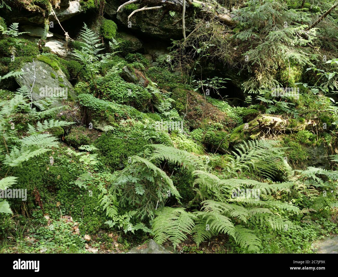 Farn und Moos, Nationalpark, Bayerischer Wald, Bayern, Deutschland Stockfoto
