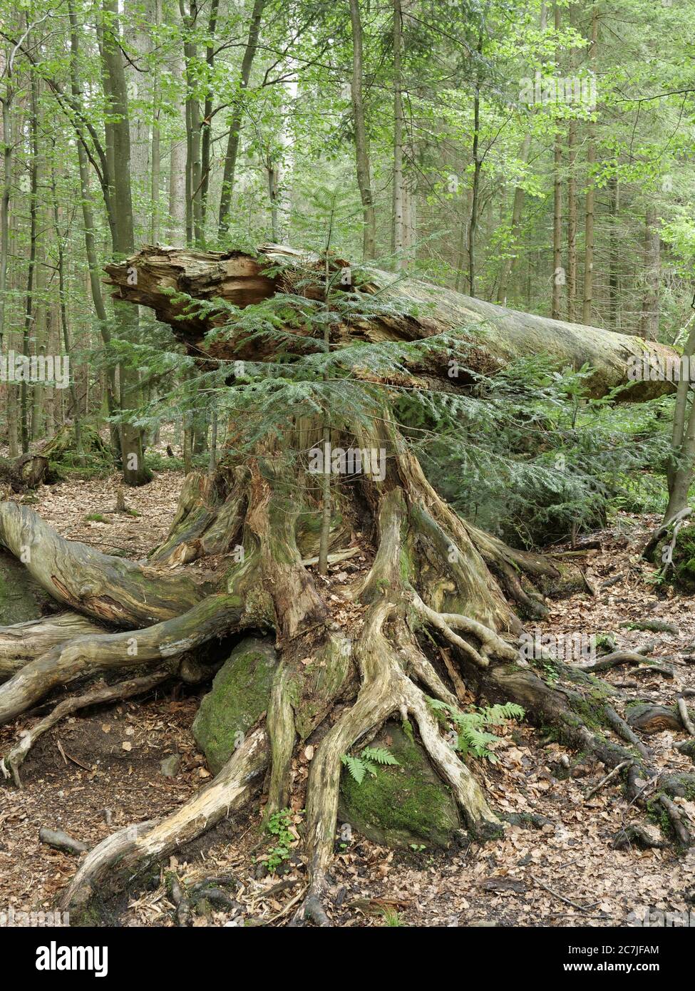 Junge Tanne wächst auf Baumleiche, Nationalpark, Bayerischer Wald, Bayern, Deutschland Stockfoto