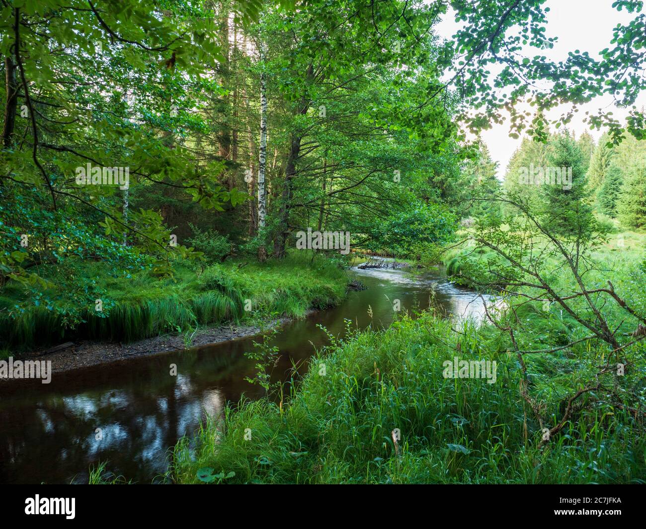 Große Ohe, Großer Filz / Klosterfilz, Nationalpark, Bayerischer Wald, Bayern, Deutschland Stockfoto