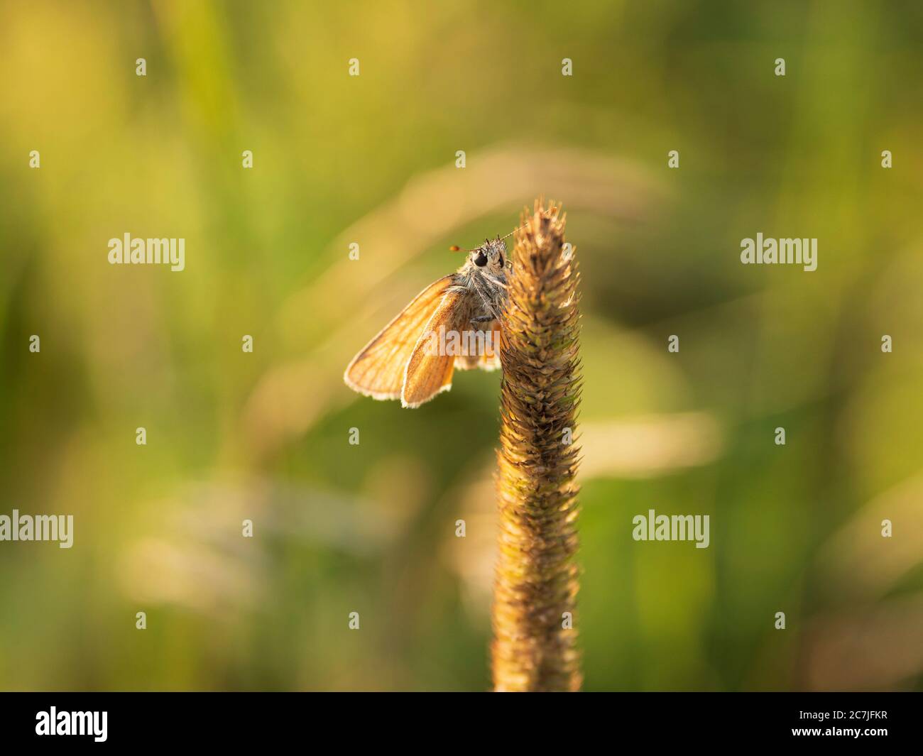 Insekten auf Gras, großer Filz / Klosterfilz, Nationalpark, Bayerischer Wald, Bayern, Deutschland Stockfoto
