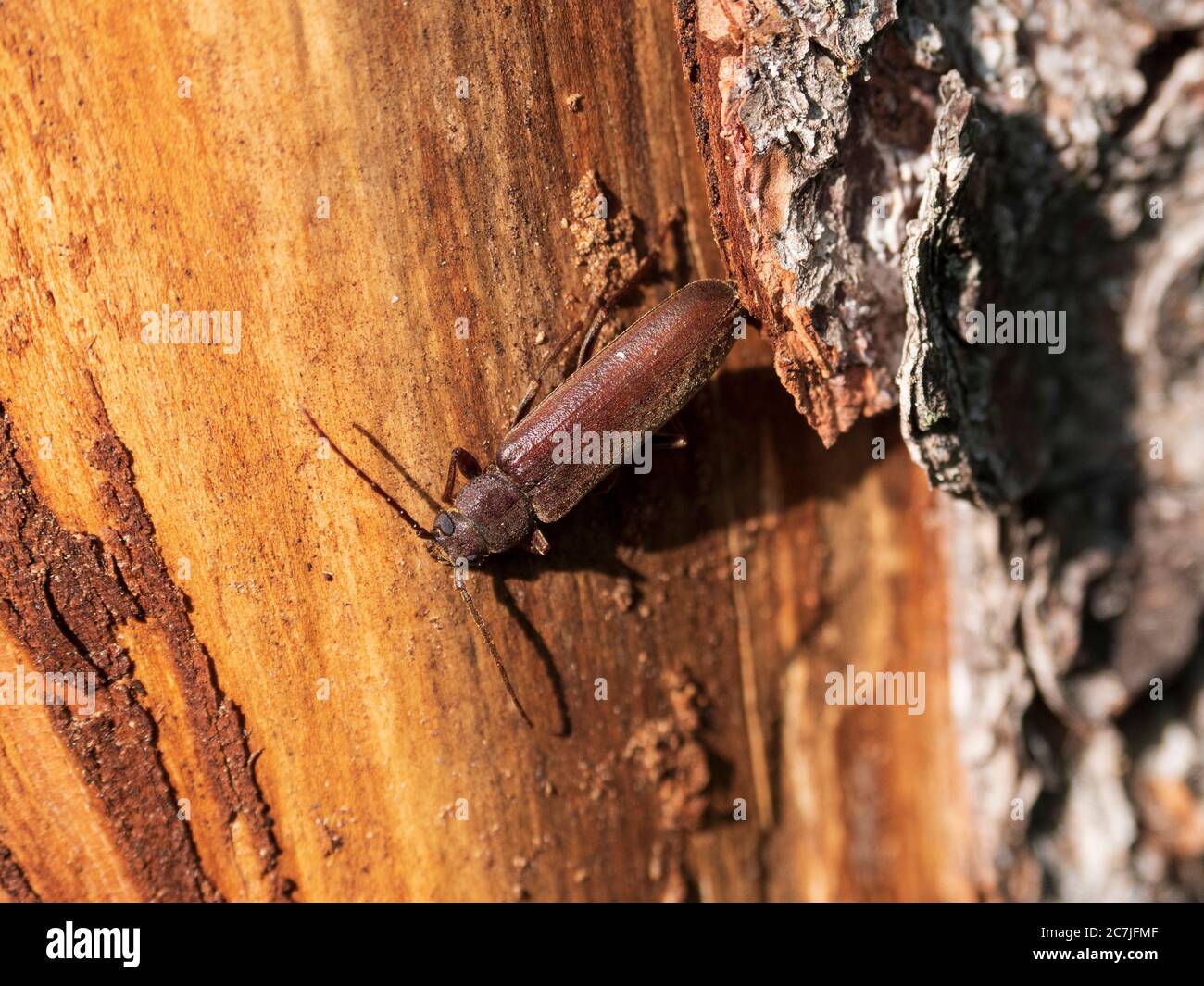 Insekt auf Totholz, großer Filz / Klosterfilz, Nationalpark, Bayerischer Wald, Bayern, Deutschland Stockfoto