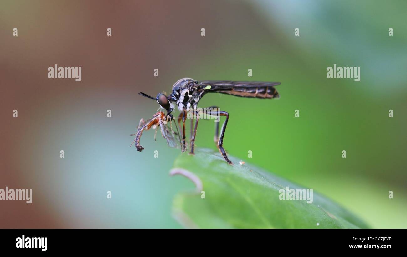 Robber Fly mit Beute Stockfoto