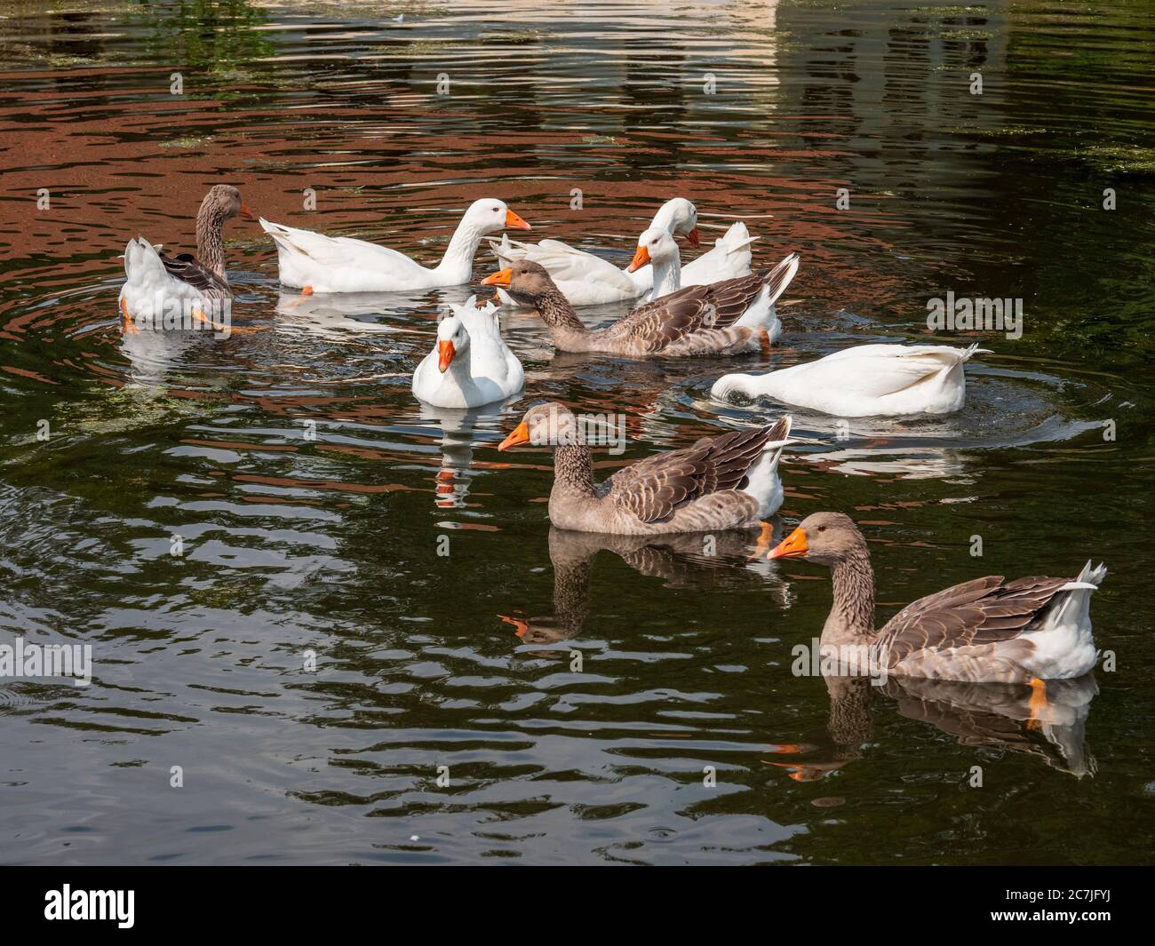 Enten auf Teich, Bayerisches Waldmuseummuseum Dorf, Tittling