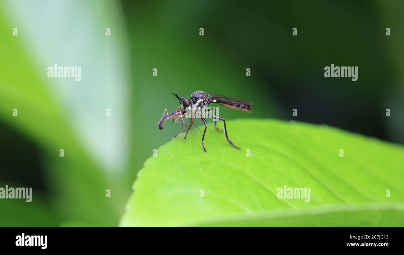 Robber Fly mit Beute Stockfoto