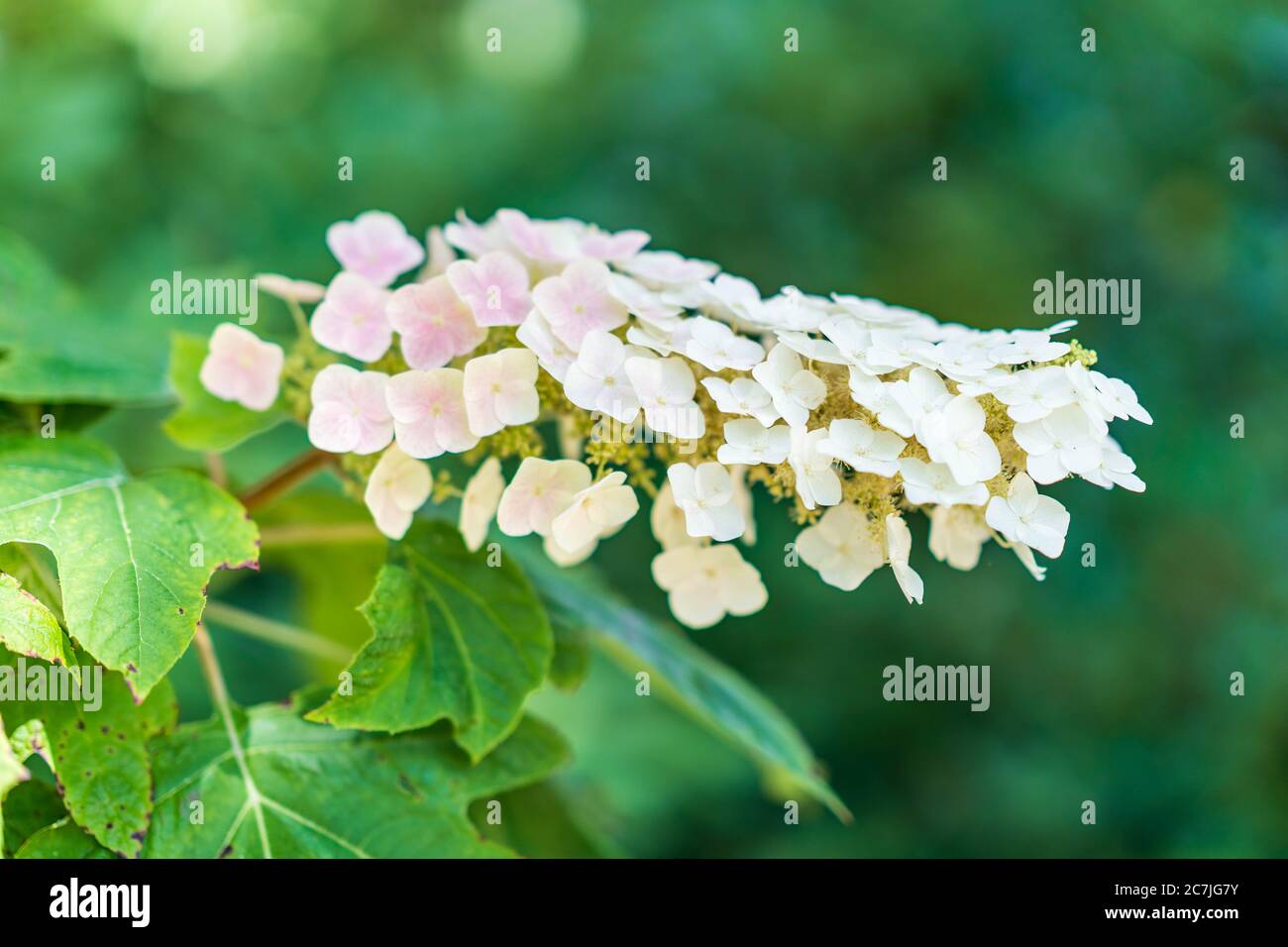Weiße Hortensien Nahaufnahme mit grünen Blättern. Stockfoto