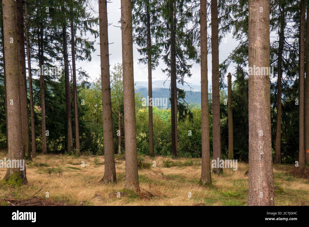 Wald, bei Reischlhof zwischen Sonnen und Wegscheid, Bayerischer Wald, Bayern, Deutschland Stockfoto