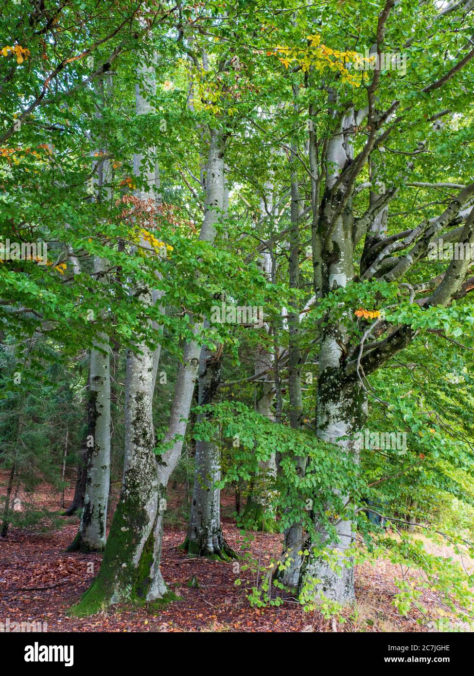 Buchen, Wald, bei Reischlhof zwischen Sonnen und Wegscheid, Bayerischer Wald, Bayern, Deutschland Stockfoto
