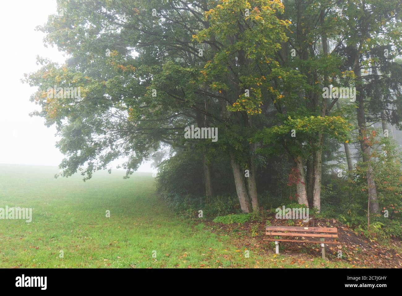 Bäume und Bank im Nebel, bei Reischlhof zwischen Sonnen und Wegscheid, Bayerischer Wald, Bayern, Deutschland Stockfoto