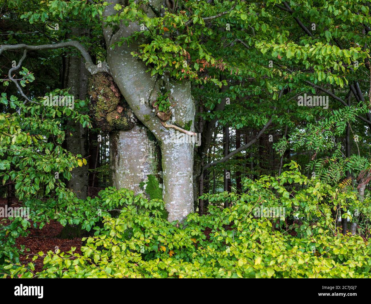 Buche, Wald, nahe Reischlhof zwischen Sonnen und Wegscheid, Bayerischer Wald, Bayern, Deutschland Stockfoto