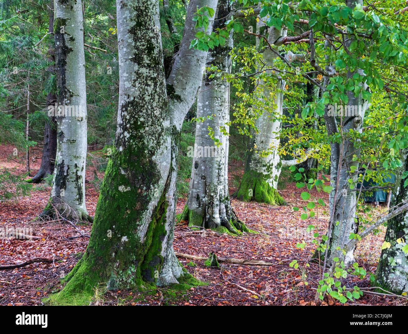 Buchen, Wald, bei Reischlhof zwischen Sonnen und Wegscheid, Bayerischer Wald, Bayern, Deutschland Stockfoto