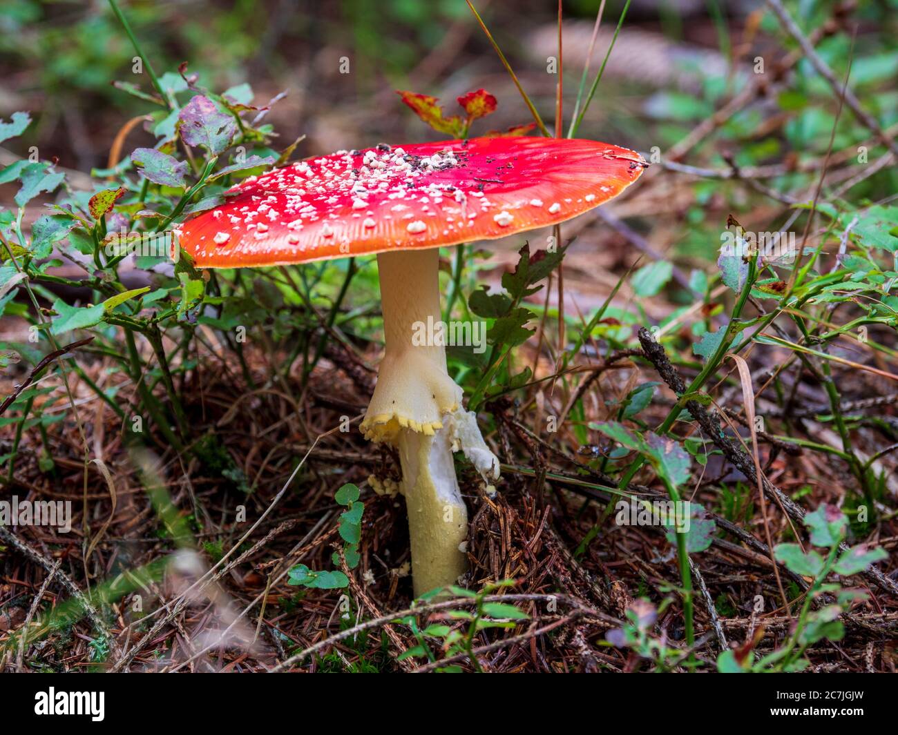 Roter Zehenstool, Bayerischer Wald, Bayern, Deutschland Stockfoto