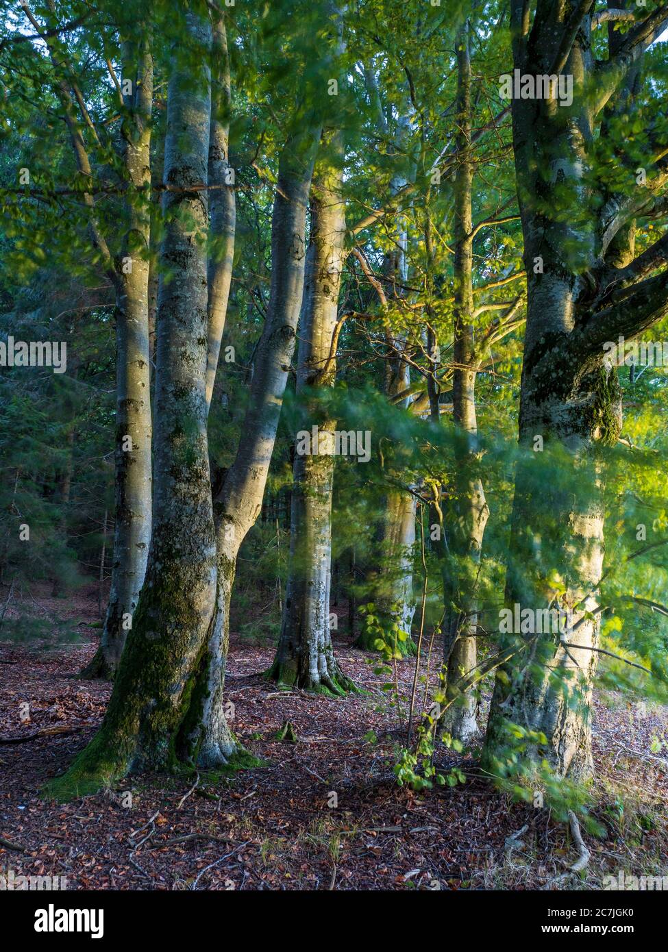 Buchen, Wald, Dämmerung, Wanderlicht, bei Reischlhof zwischen Sonnen und Wegscheid, Bayerischer Wald, Bayern, Deutschland Stockfoto