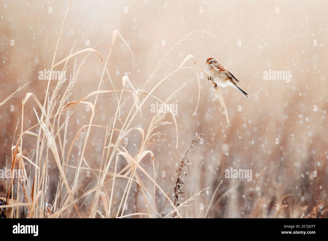 American Tree Sperling im Winter Schnee Squall Stockfoto