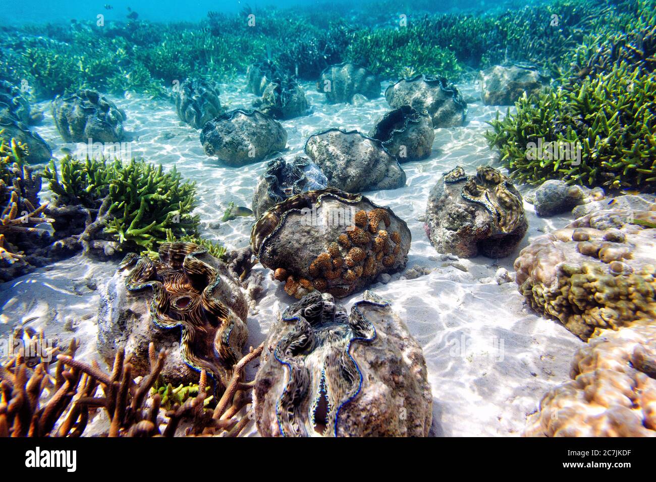 Kantaan, Guinsiliban, Camiguin, Mindanao, Philippinen, Mindanao, Filipinas, Giant Clam Sanctuary Stockfoto