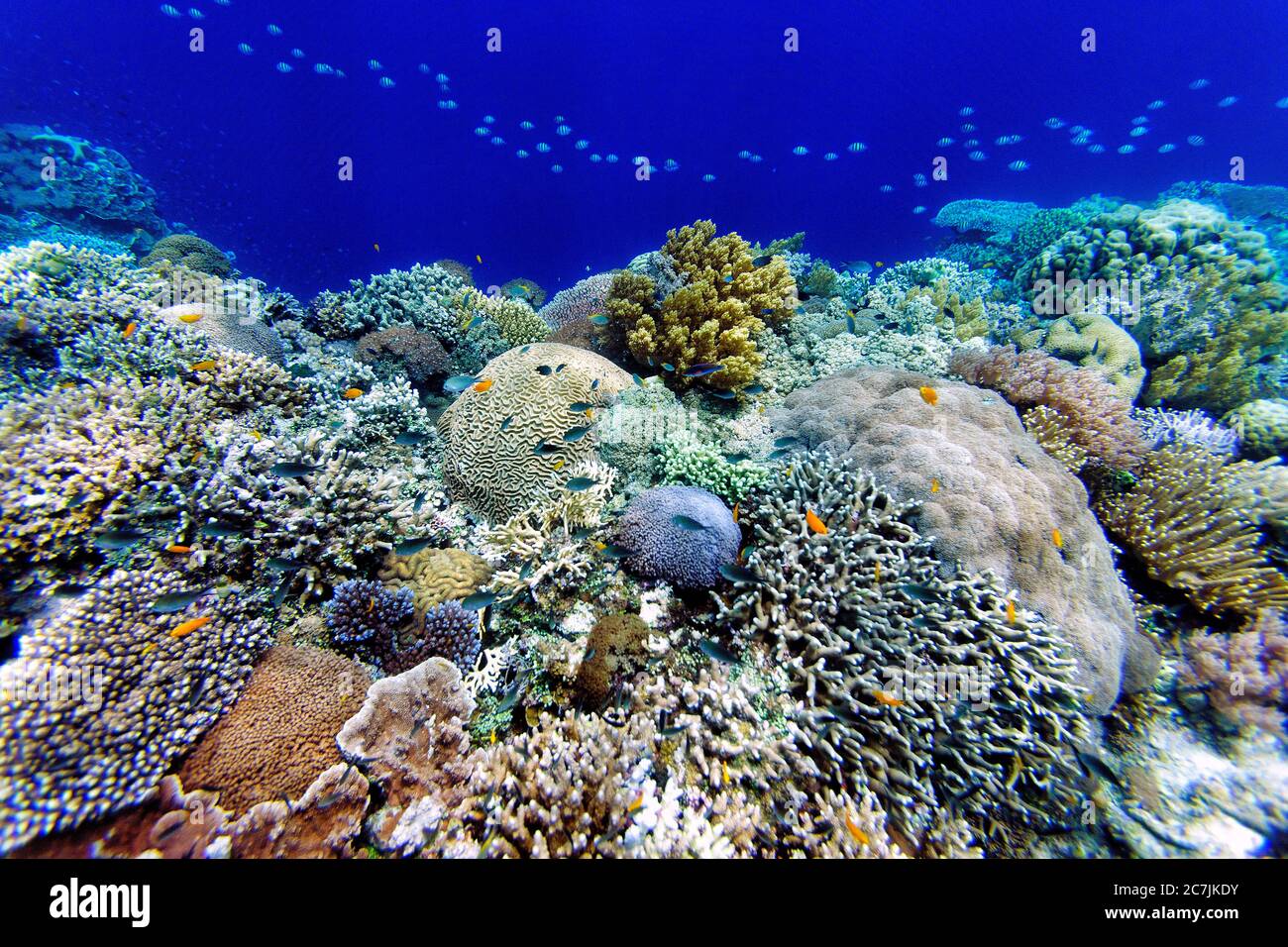 Philippinen, Balicasag Island, Pangalo Reef, Fische Schwimmen im Riffunterwasser in Split Bild Stockfoto