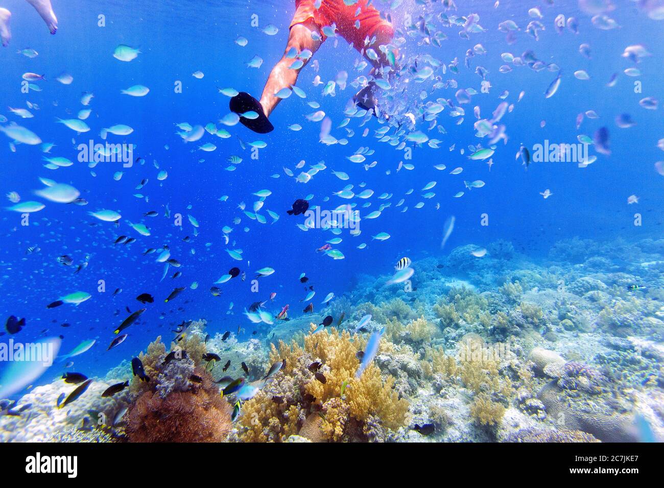 Philippinen, Balicasag Island, Pangalo Reef, Fische Schwimmen im Riffunterwasser in Split Bild Stockfoto