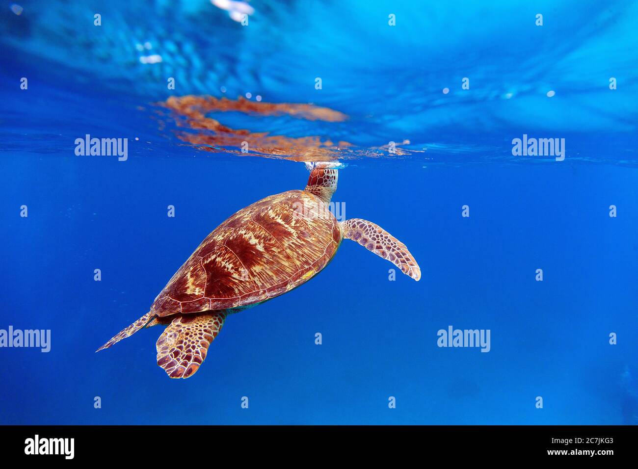 Grüne Meeresschildkröte (Chelonia Mydas), Balicasag Island, Philippinen Stockfoto
