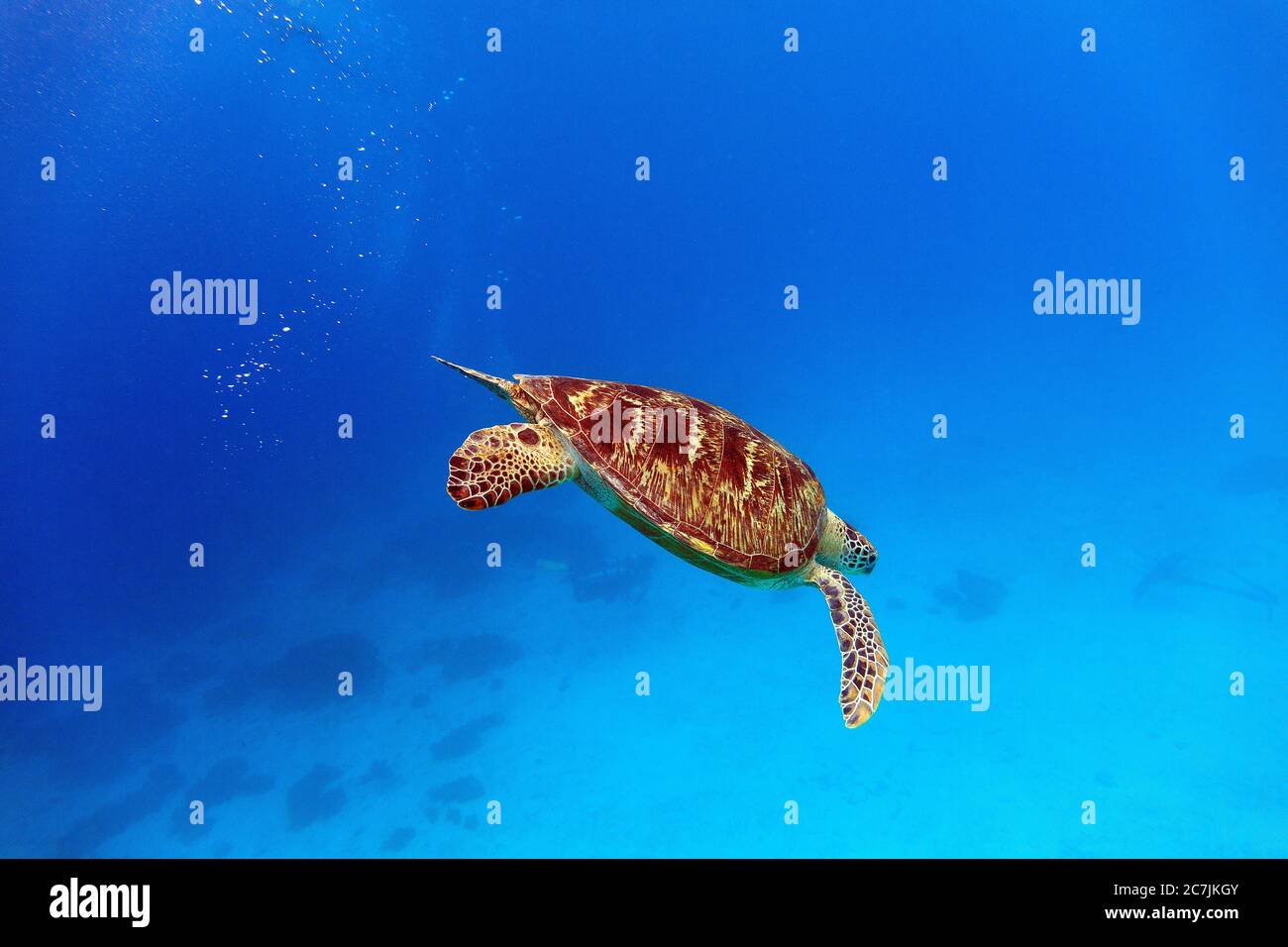 Grüne Meeresschildkröte (Chelonia Mydas), Balicasag Island, Philippinen Stockfoto