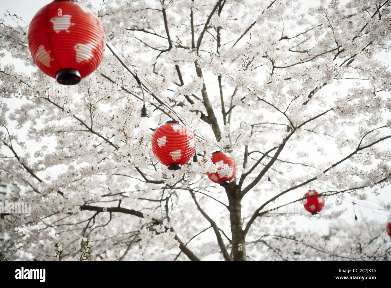 Rote Laternen und Kirschblüten auf dem Hanami-Festival oder Kirschblütenfest in Japan. Stockfoto