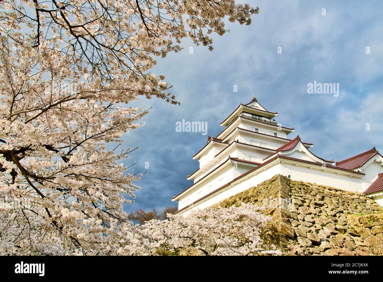 Schloss Tsuruga oder Schloss Aizuwakamatsu in der Kirschblütensaison. Stockfoto
