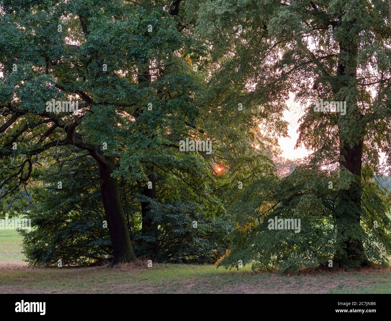 Sonnenuntergang im Muskauer Park, UNESCO-Weltkulturerbe, Bad Muskau, Oberlausitz, Sachsen, Deutschland Stockfoto