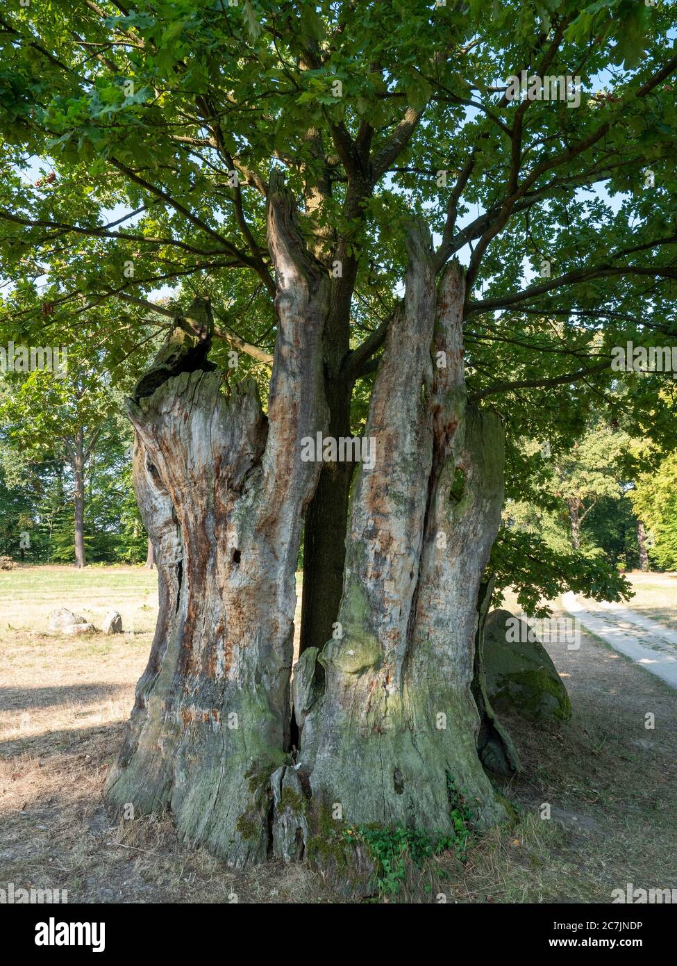 Jungbaum wächst im alten Hohlbaummark, Muskauer Park, UNESCO Weltkulturerbe, Bad Muskau, Oberlausitz, Sachsen, Deutschland Stockfoto