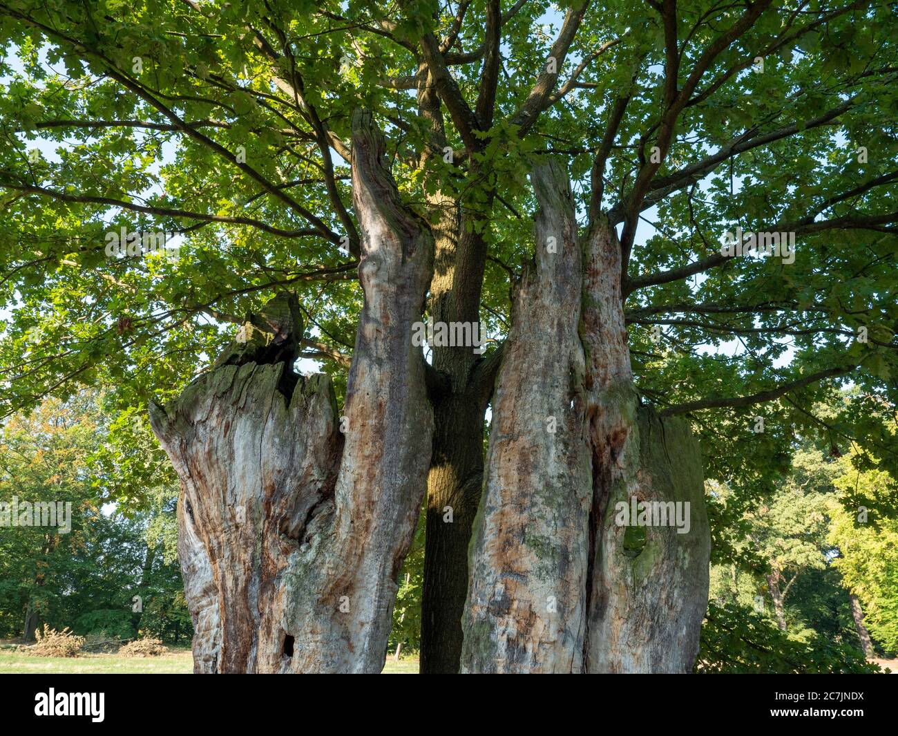 Jungbaum wächst im alten Hohlbaummark, Muskauer Park, UNESCO Weltkulturerbe, Bad Muskau, Oberlausitz, Sachsen, Deutschland Stockfoto