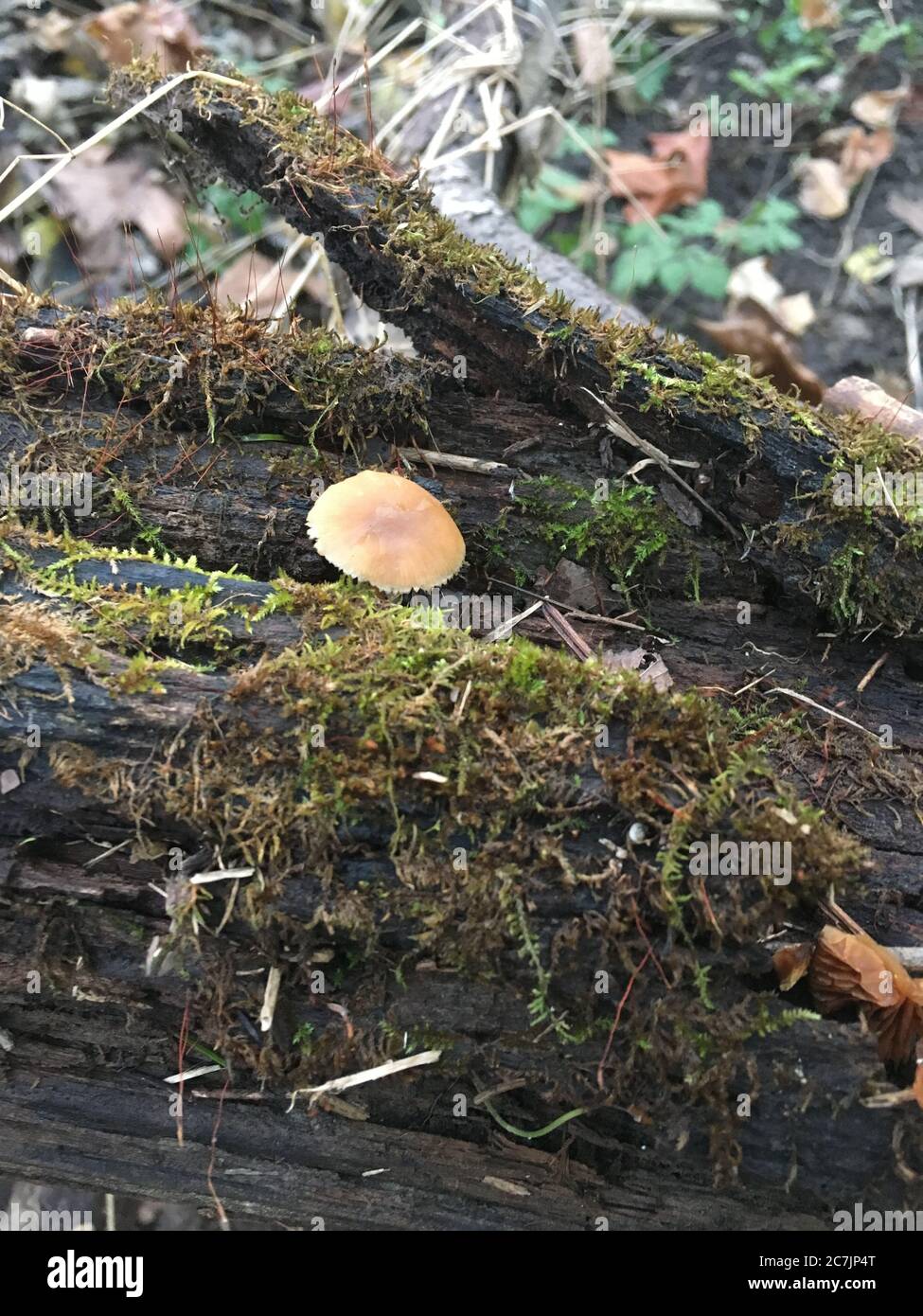 Vertikale Aufnahme eines Pilzes auf dem moosbedeckten Baum Stamm in einem Wald Stockfoto