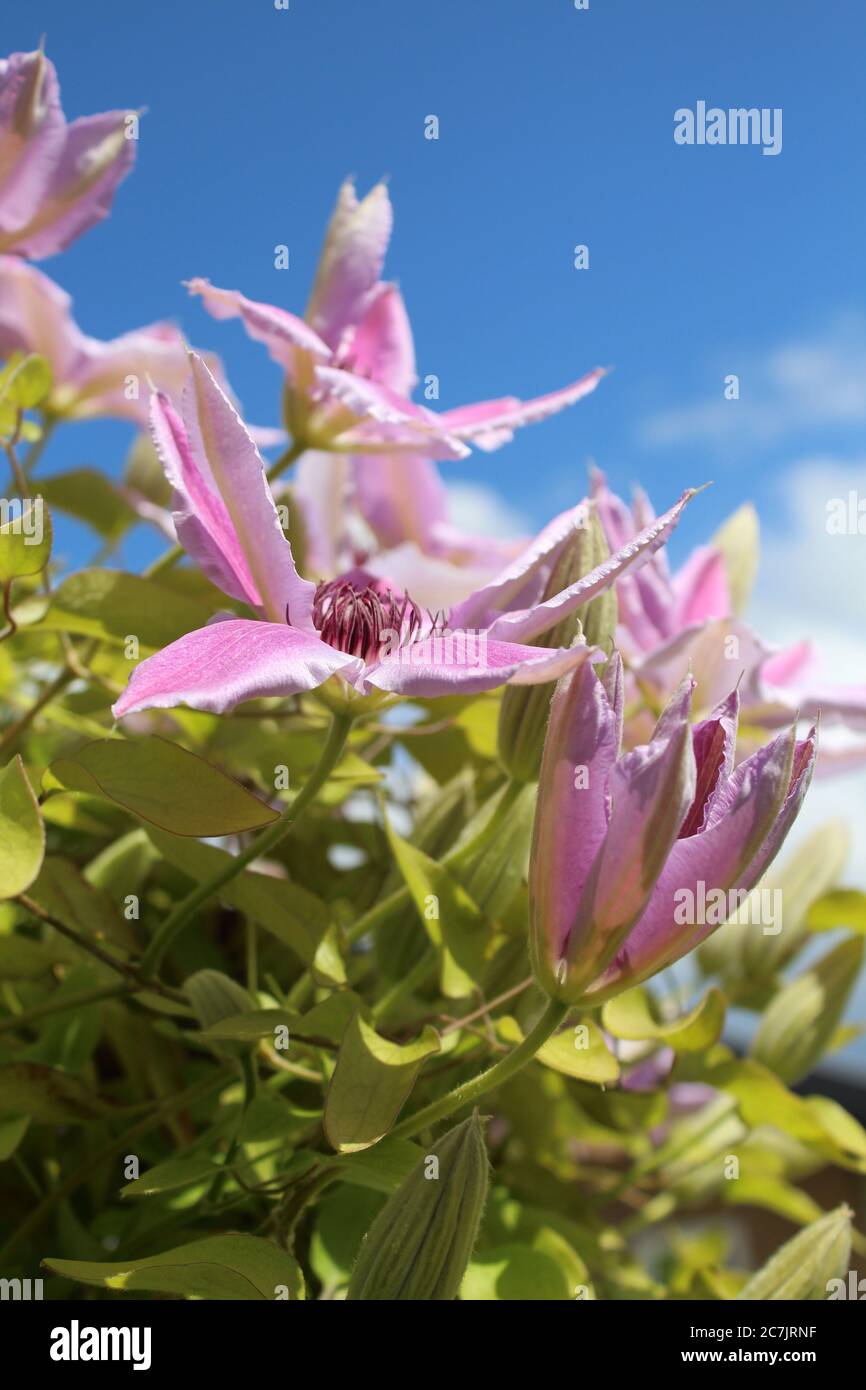 Vertikale Nahaufnahme einer Clematis Nelly Moser Blume auf Ein unscharfer Hintergrund Stockfoto