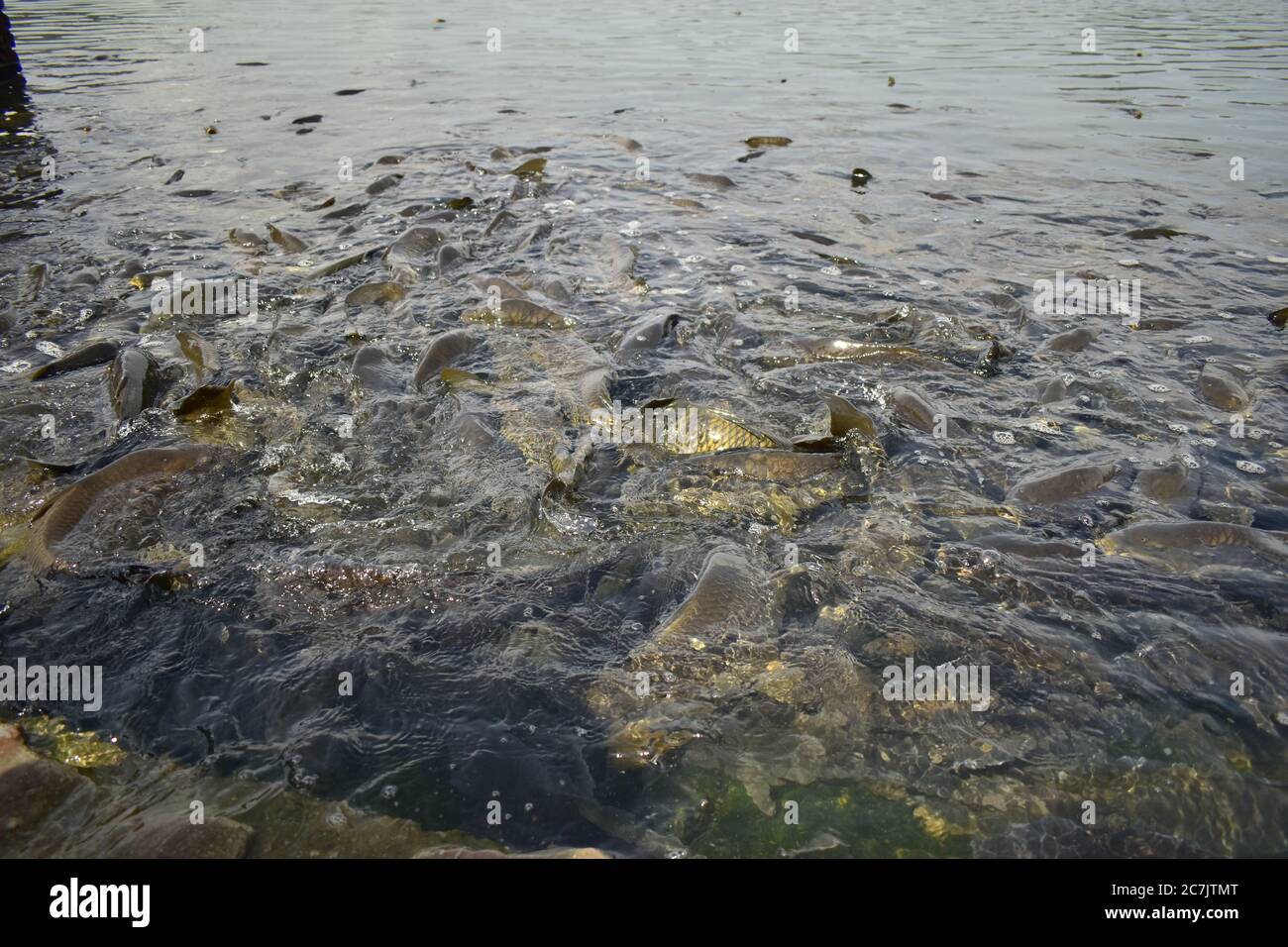 Ein schönes Nahaufnahme-Foto von Fischen in einem See bei Jammu Indien. Stockfoto