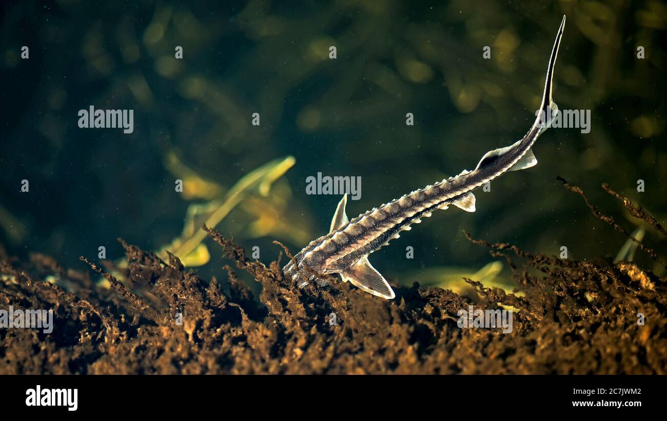 Zwei junge russische Störe in der Wolga Wildtiere. Stockfoto