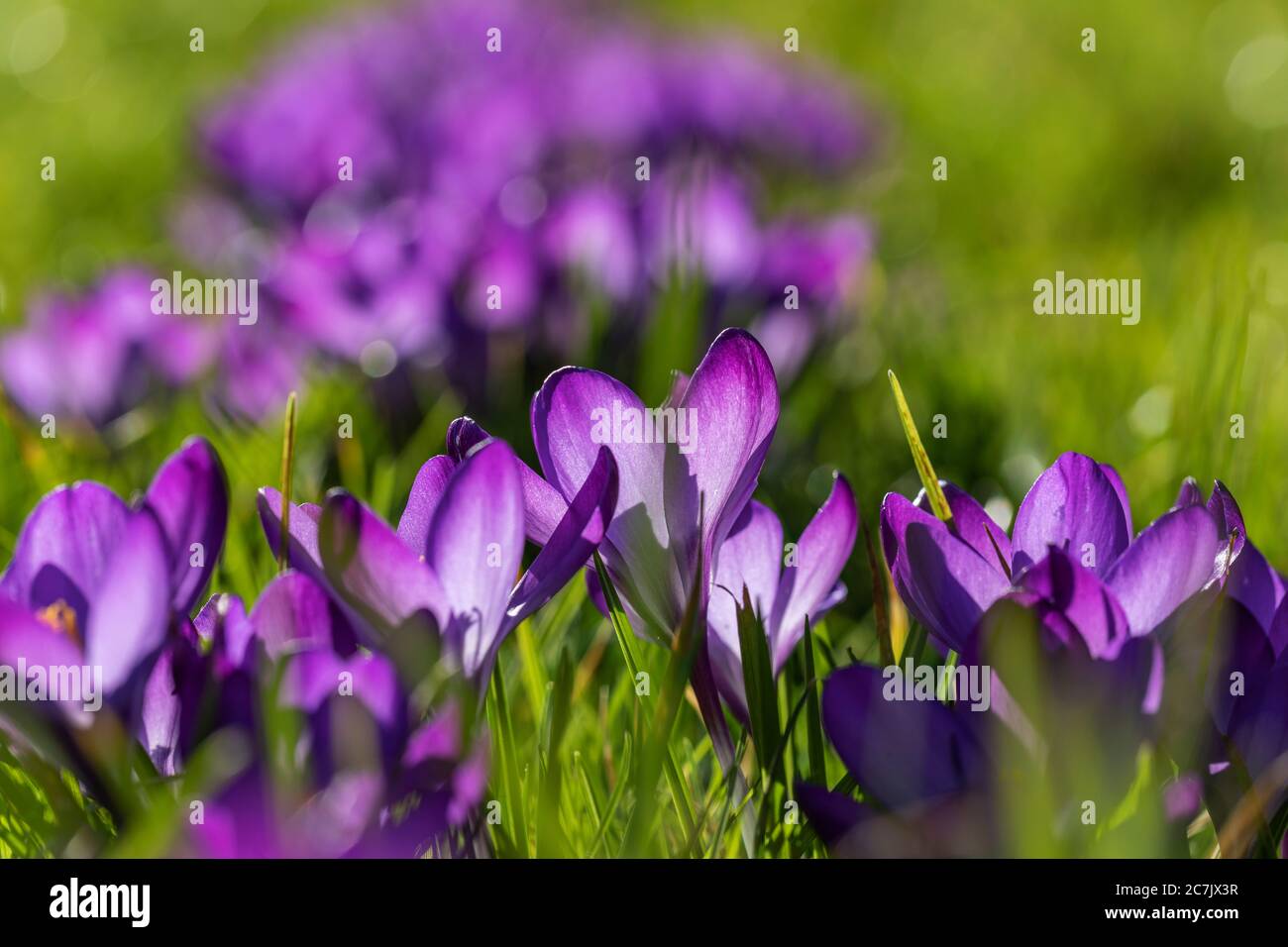 Lila Krokus-Blüten am Wegesrand in Wilhelmshaven, Niedersachsen, Stockfoto