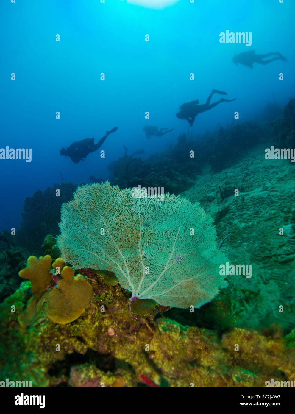 Große bunte Gorgonien Meeresfächerkoralle mit tauchenden Schatten im Rücken an der karibik Stockfoto