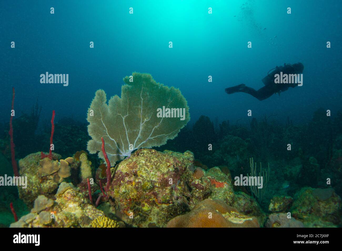 Bunte Korallen, Schwämme und Meeresfans im karibischen Meer mit Taucher in Sonnenlicht im blauen Ozean Stockfoto