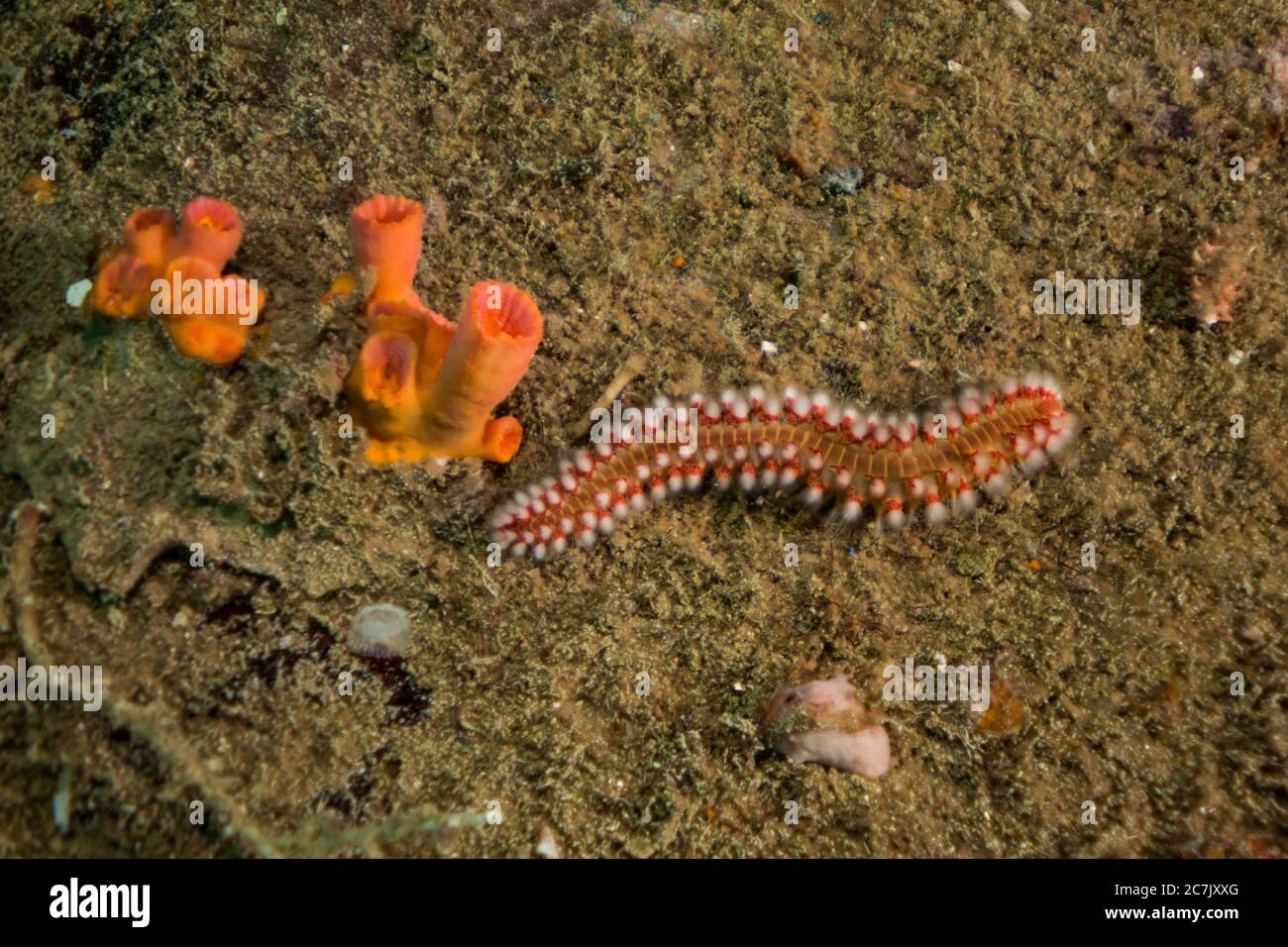 Bärtiger Feuerwurm mit roten Schwämmen im karibischen Meer. Unterwasserwelt Stockfoto
