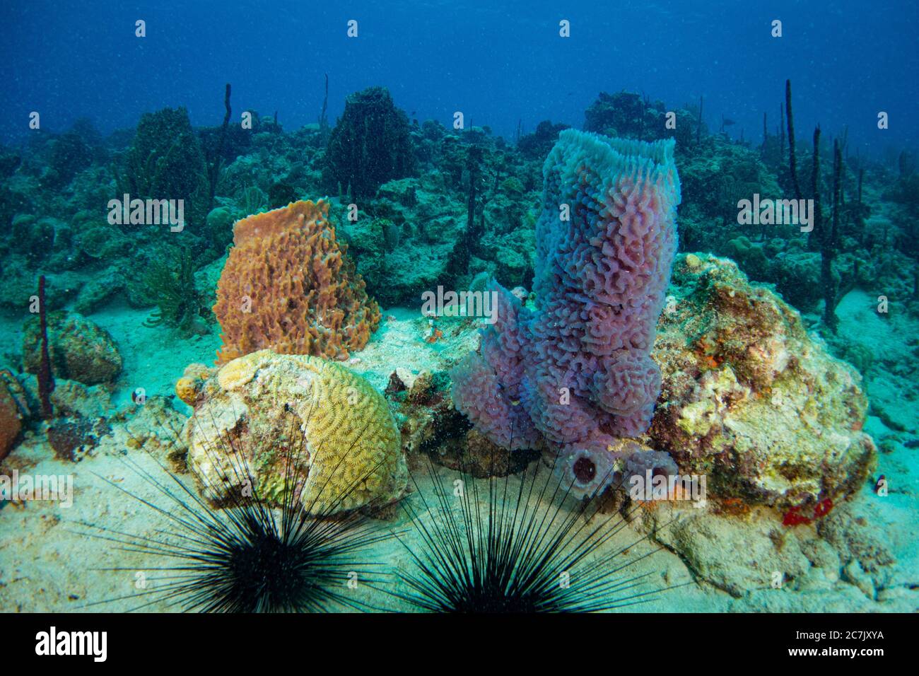 Bunte Korallen, Schwämme und Meeresfans im karibischen Meer mit Sonnenlicht im blauen Ozean Stockfoto