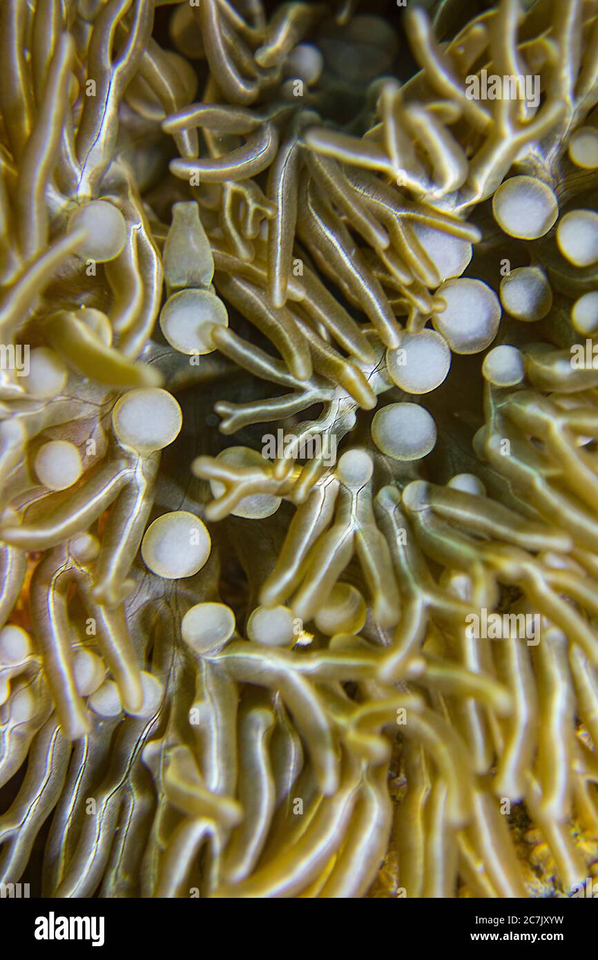 Nahaufnahme von Anemone in der karibik. Unterwasserwelt Stockfoto