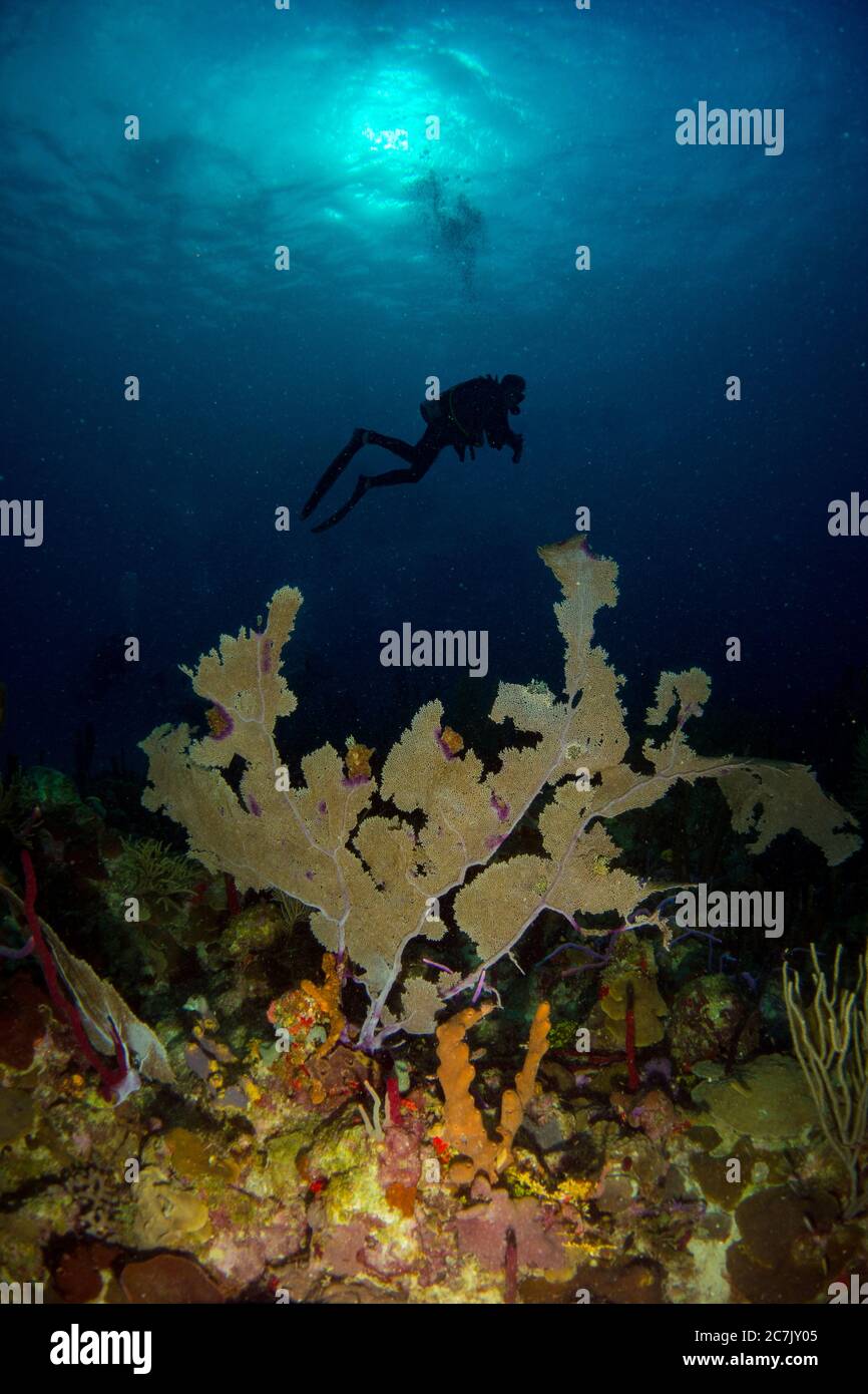 Tauchschatten hinter bunten Korallen im karibischen Meer Stockfoto
