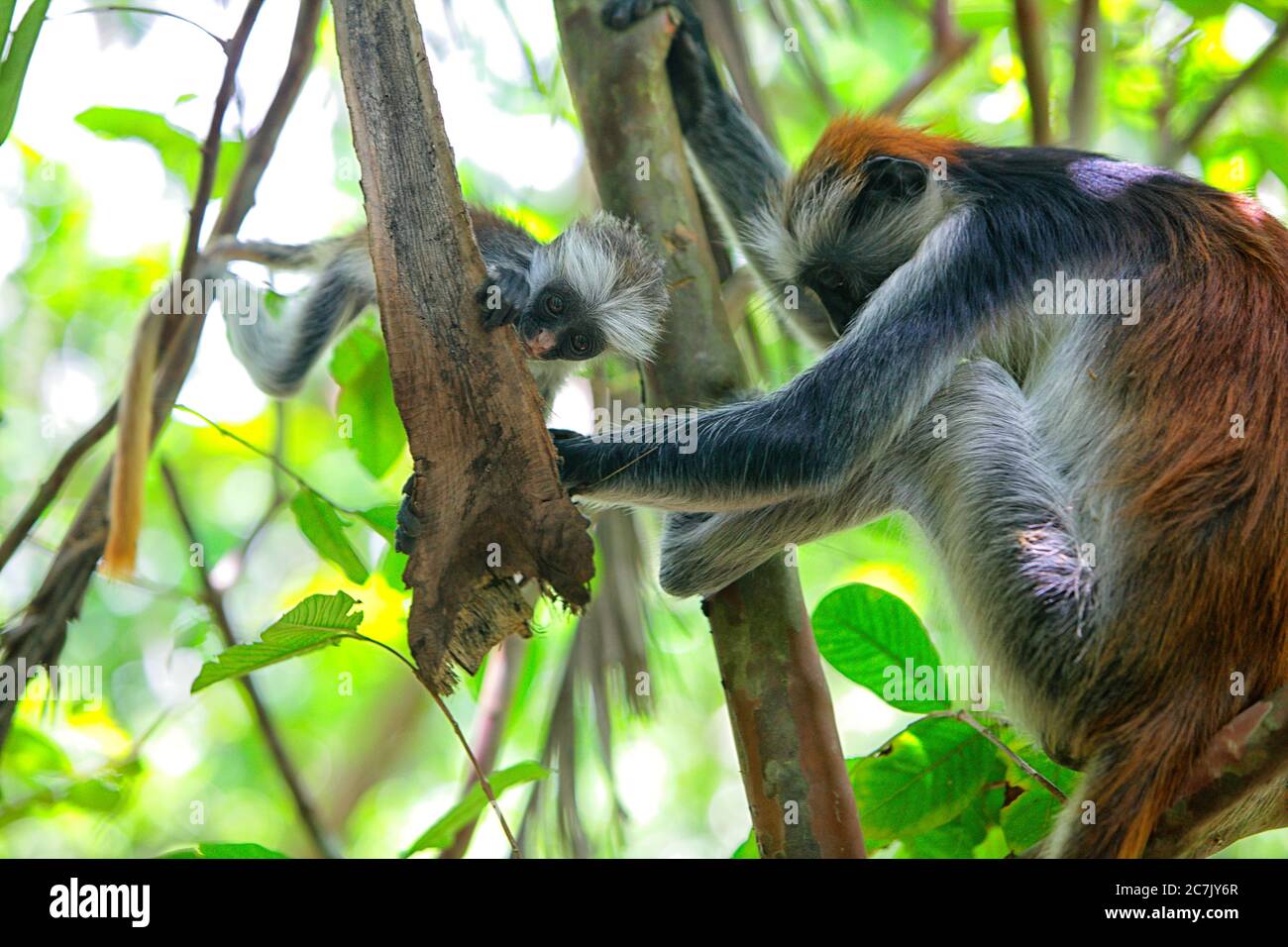 Tansania, Sansibar Archipel, Unguja Insel (Sansibar), Sansibar roter Kolobusaffen (Procolobus badius kirkii) Stockfoto