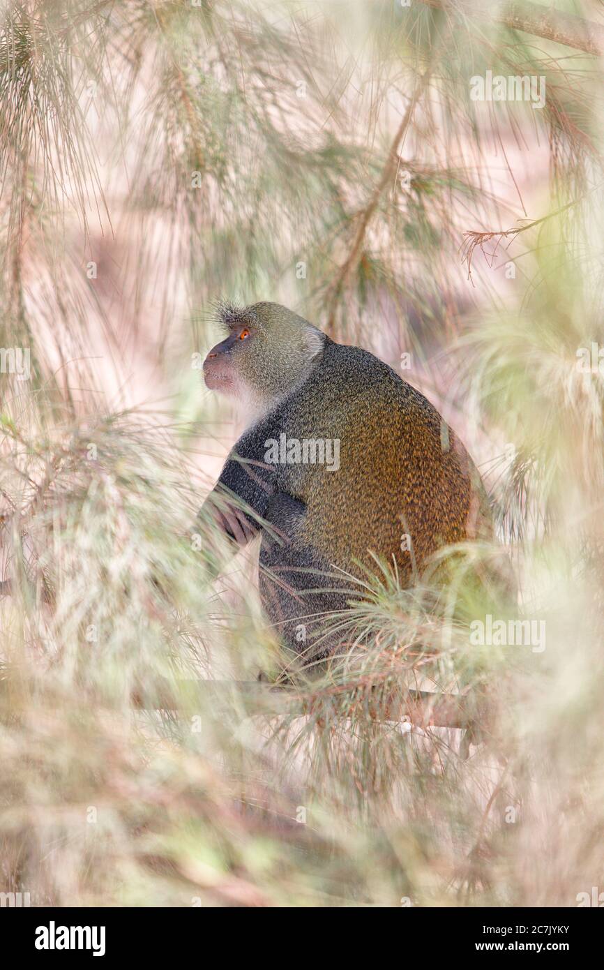 Mono azul (Cercopithecus mitis mitis), Jozani-Nationalpark, Sansibar Stockfoto