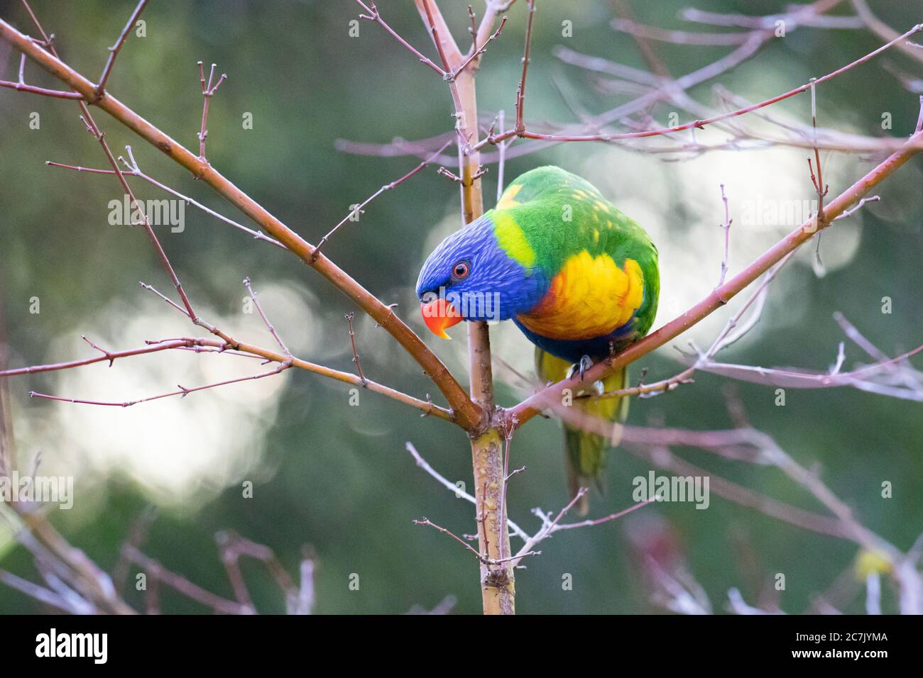 Ein Regenbogen-Lorikeet in einem Baum Stockfoto