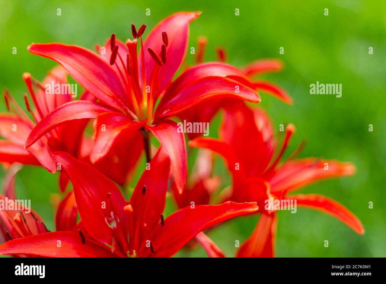 Schöne Lilien auf einem Hintergrund von grünen Blättern. Lilium longiflorum blüht im Garten. Stockfoto