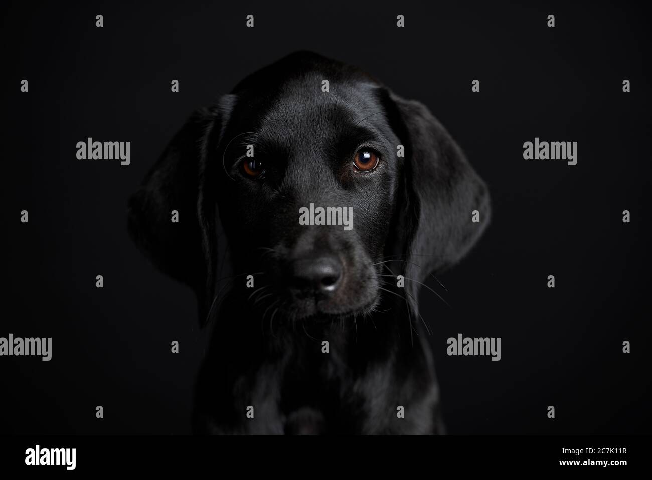 Schwarzer Hund, Welpe, labrador, Fotostudio Stockfoto