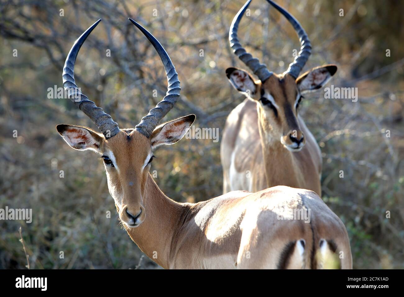 Impalas im Krüger Nationalpark, Südafrika, ist die Impala (Aepyceros melampus) eine mittelgroße, anmutige Antilope mit langem Hals und langen Beinen, sie sind nicht eng mit anderen Antilopenarten verwandt, sie sind entlang der östlichen bis südöstlichen Regionen Afrikas zu finden, manchmal in großer Zahl, Ihre Lebensräume sind Wald- und Grünlandränder innerhalb weniger Kilometer von Wasser, in Anwesenheit sind Redbilled Oxpeckers (Buphagus erythrorhynchus), Stockfoto